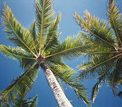 Palm Cove coconut trees